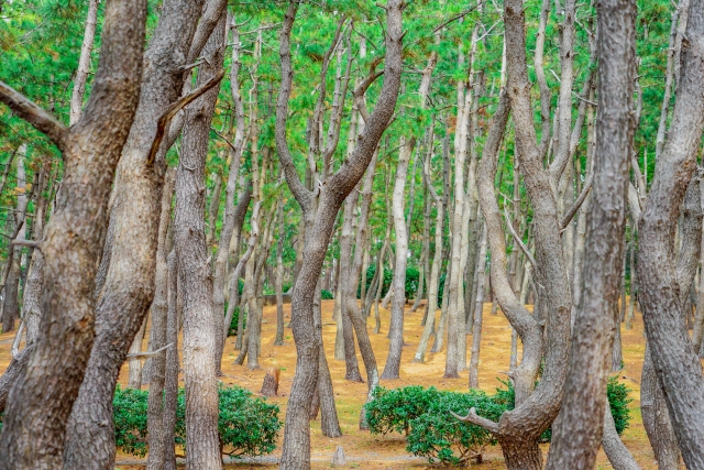 駿河湾沿い千本浜公園の松原