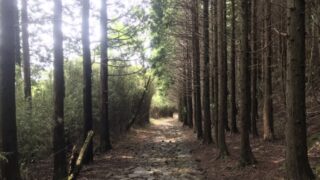 箱根旧街道の石畳と山道