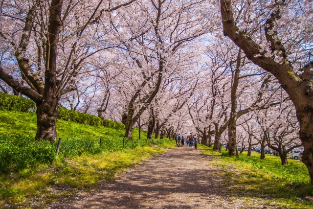 五街道で見れる桜スポット10選