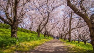 五街道の花見スポット特集