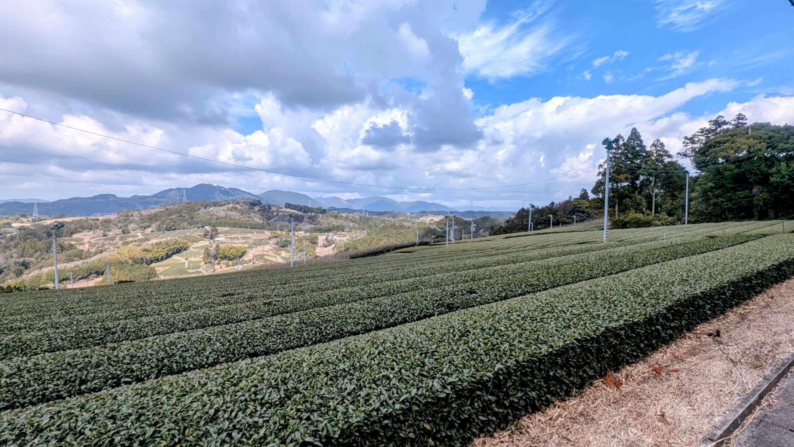 小夜の中山に広がる茶畑
