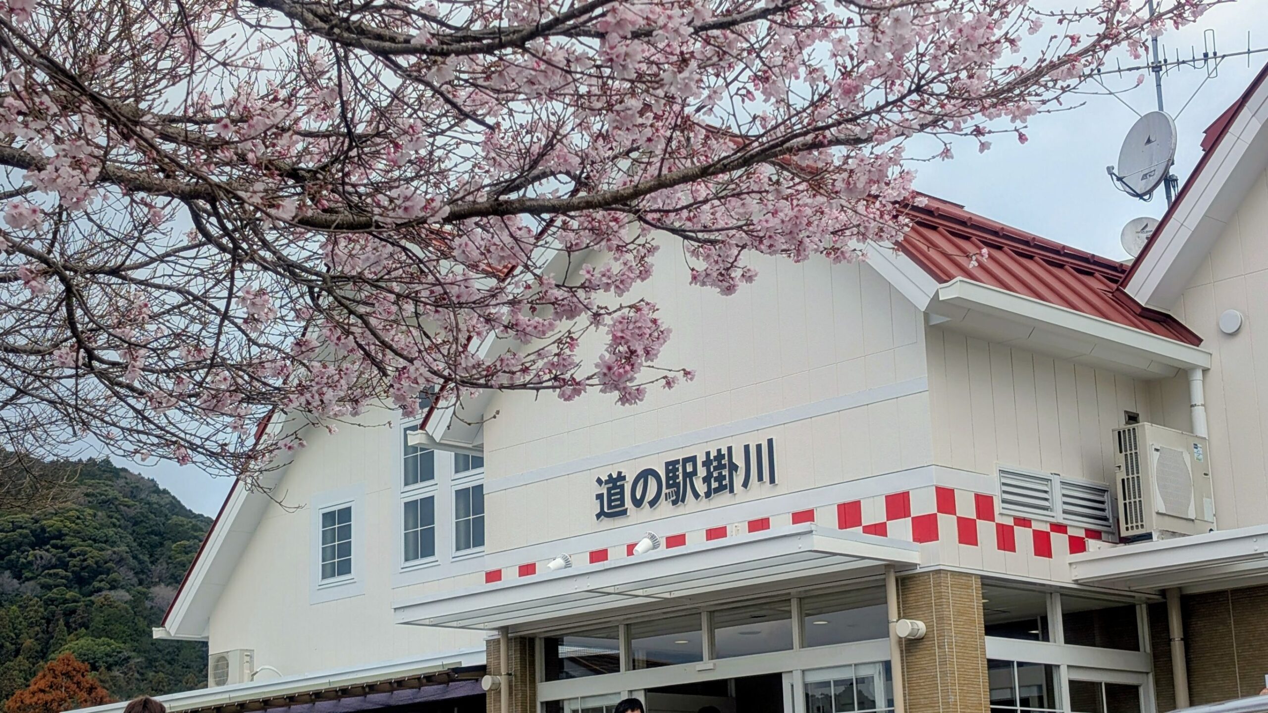 道の駅掛川と桜