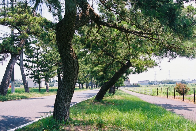 原川の松並木