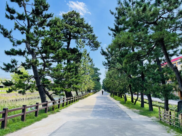 草加松原の松並木(日光街道)