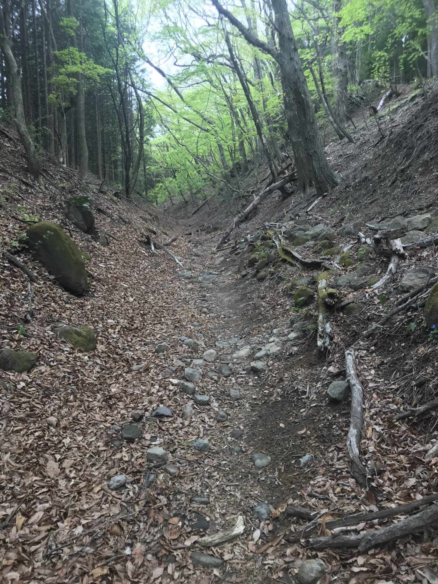 碓氷峠の山道(中山道・坂本宿〜軽井沢宿間)