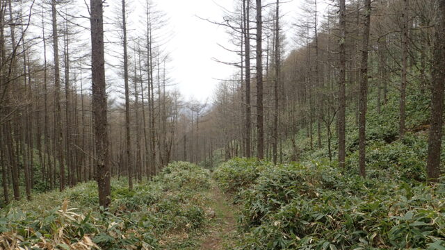 中山道・和田峠の山道