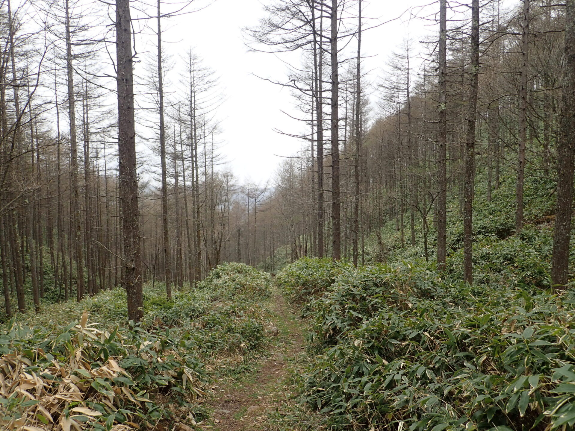 中山道・和田峠の山道